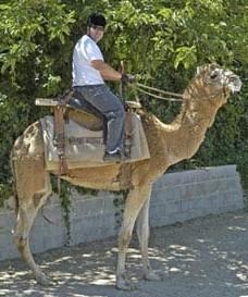 Camel Ride1 - Camel Rides