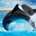 dolphins 150x150 - Aquatic Shows