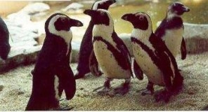 penguins1 296x160 custom - Penguins